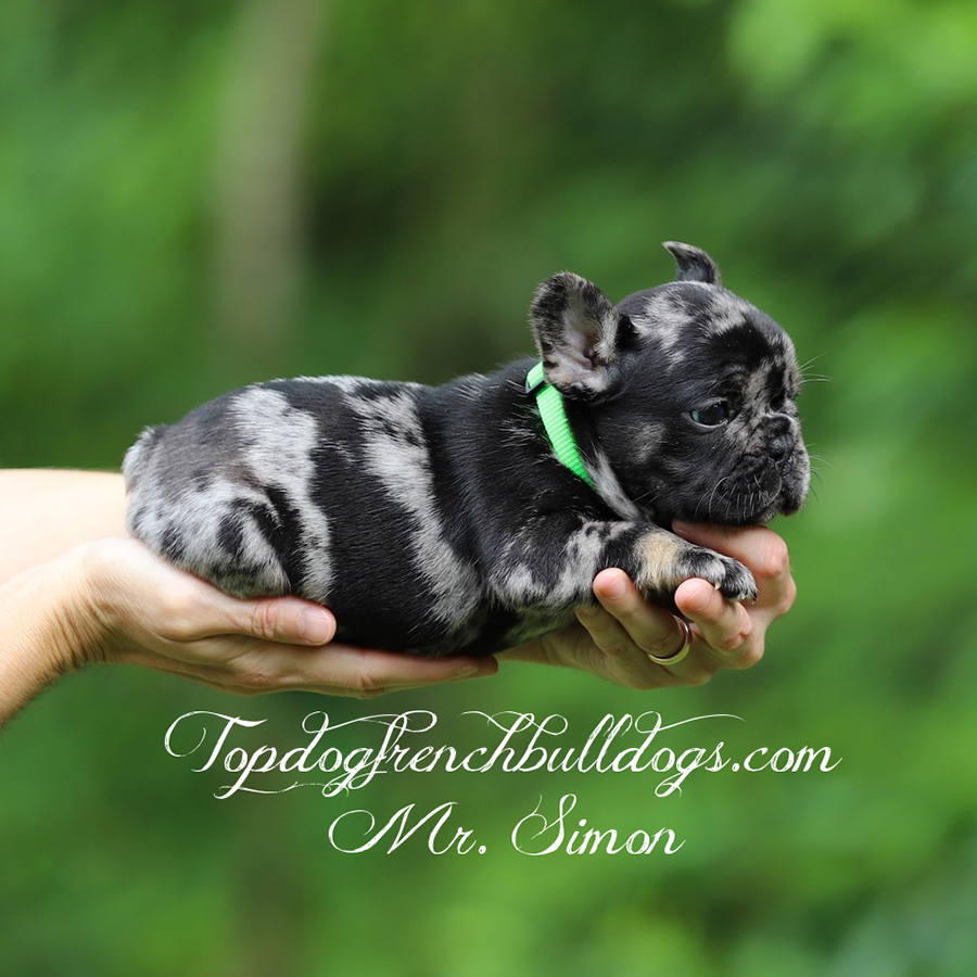 mr simon is a black and tan merle akc mini frenchie bulldog puppy aka frenchie puppies for sale near me cookeville tennessee