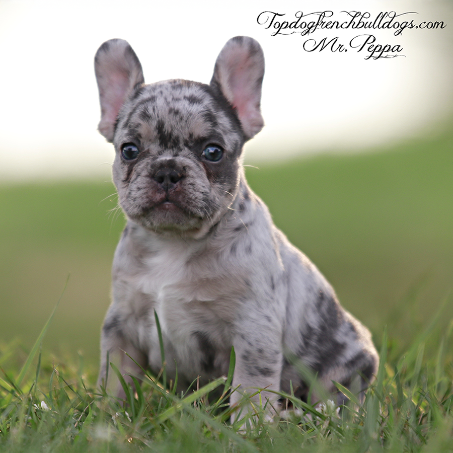 Mr Peppa is a small compact teacup lilac and tan lilac tri merle mini French Bulldog for sale near me Tennessee
