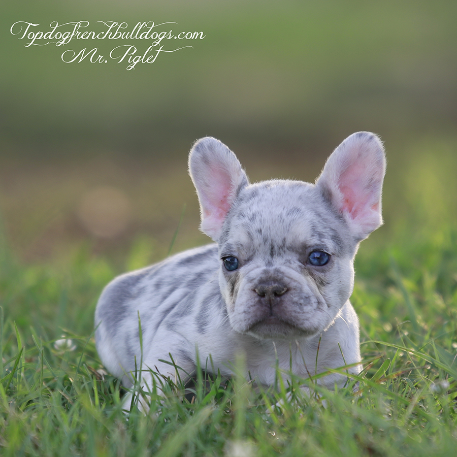 Mr Piglet is a tiny teacup lilac and tan lilac tri merle Frenchie Bulldog for sale near me TN