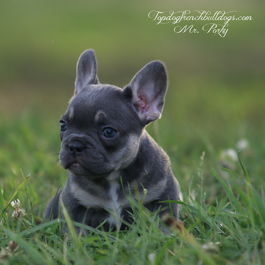 Mr Porky is a tiny teacup lilac and tan lilac tri mini micro French Bulldog for sale in Tennessee