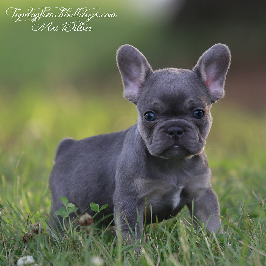 Mr Wilber is a tiny teacup lilac and tan lilac tri micro Frenchie Bulldog for sale in Tennessee