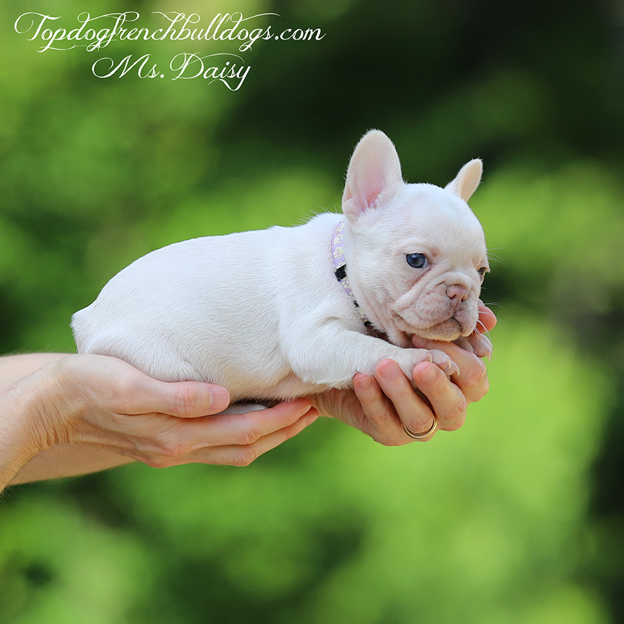 Ms Daisy is a teacup micro female platinum and tan merle platinum tri French Bulldog for sale in Tennessee