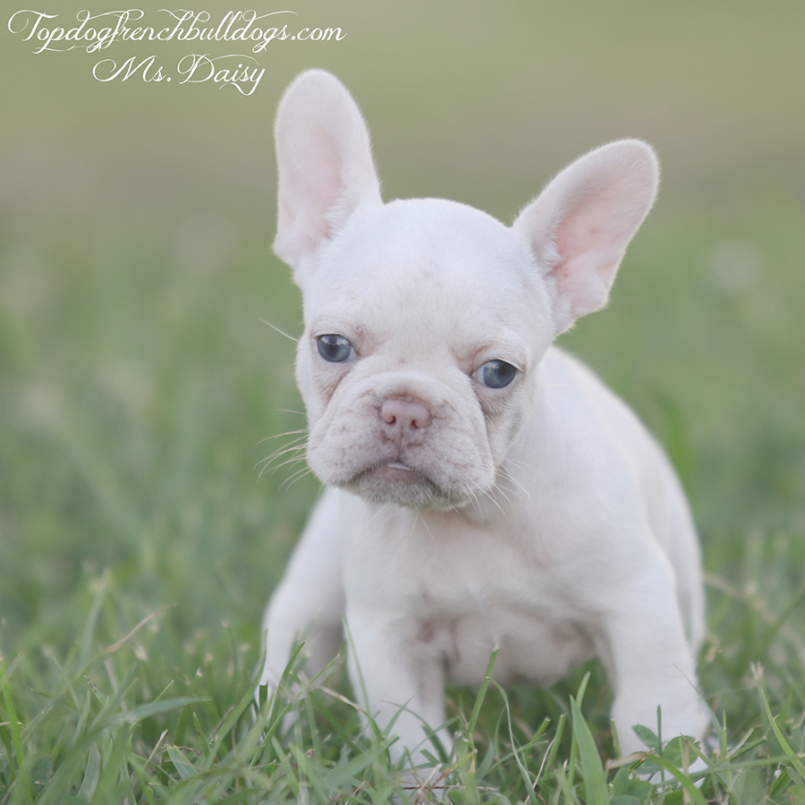 Ms Daisy is a teacup micro female platinum and tan merle platinum tri French Bulldog for sale near me in Tennessee
