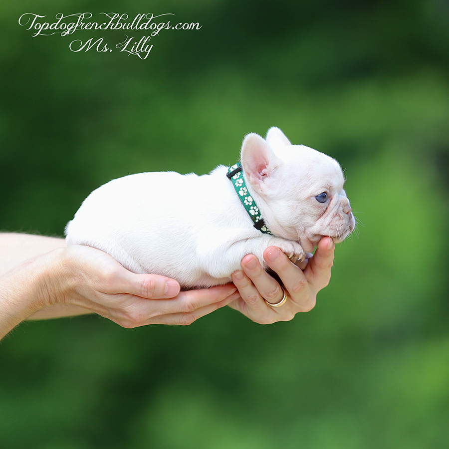 Ms Lilly is a mini exotic teacup platinum and tan merle platinum tri merle French Bulldog for sale in Tennessee