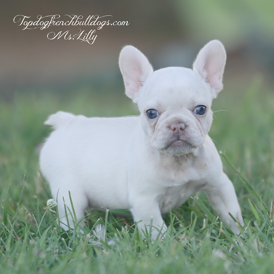 Ms Lilly is a mini exotic teacup platinum and tan merle platinum tri merle French Bulldog for sale near me in Tennessee