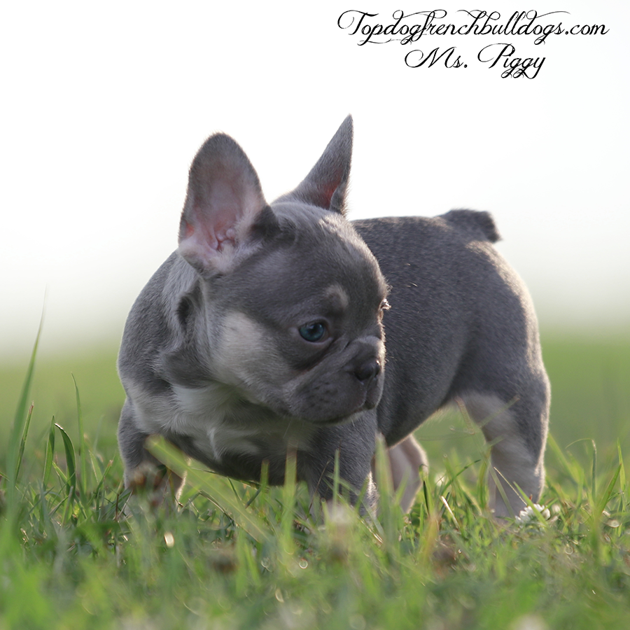 Ms Piggy is a small and compact micro lilac and tan lilac tri mini teacup French Bulldog for sale in Nashville TN