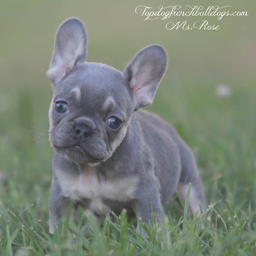 Ms Rose is a teacup micro female lilac and tan lilac tri Frenchie for sale in Tennessee