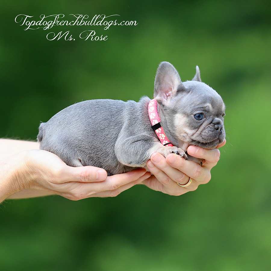 Ms Rose is a teacup micro female lilac and tan lilac tri mini Frenchie Bulldog for sale in Tennessee