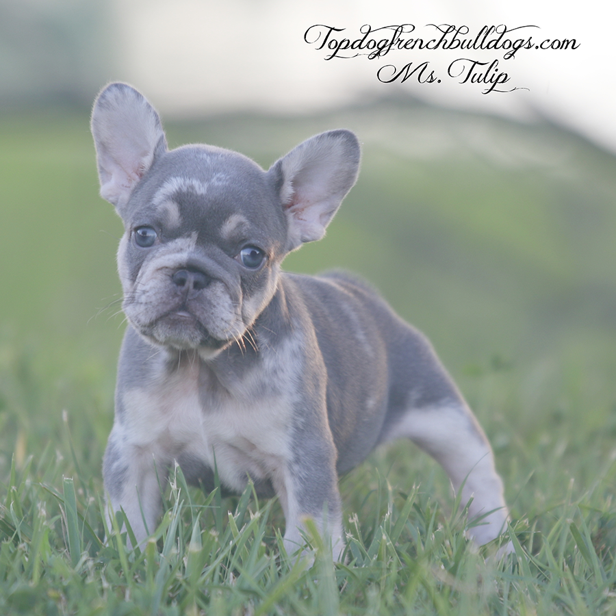 Ms Tulip is a female lilac and tan merle lilac tri merle Frenchie for sale in Tennessee