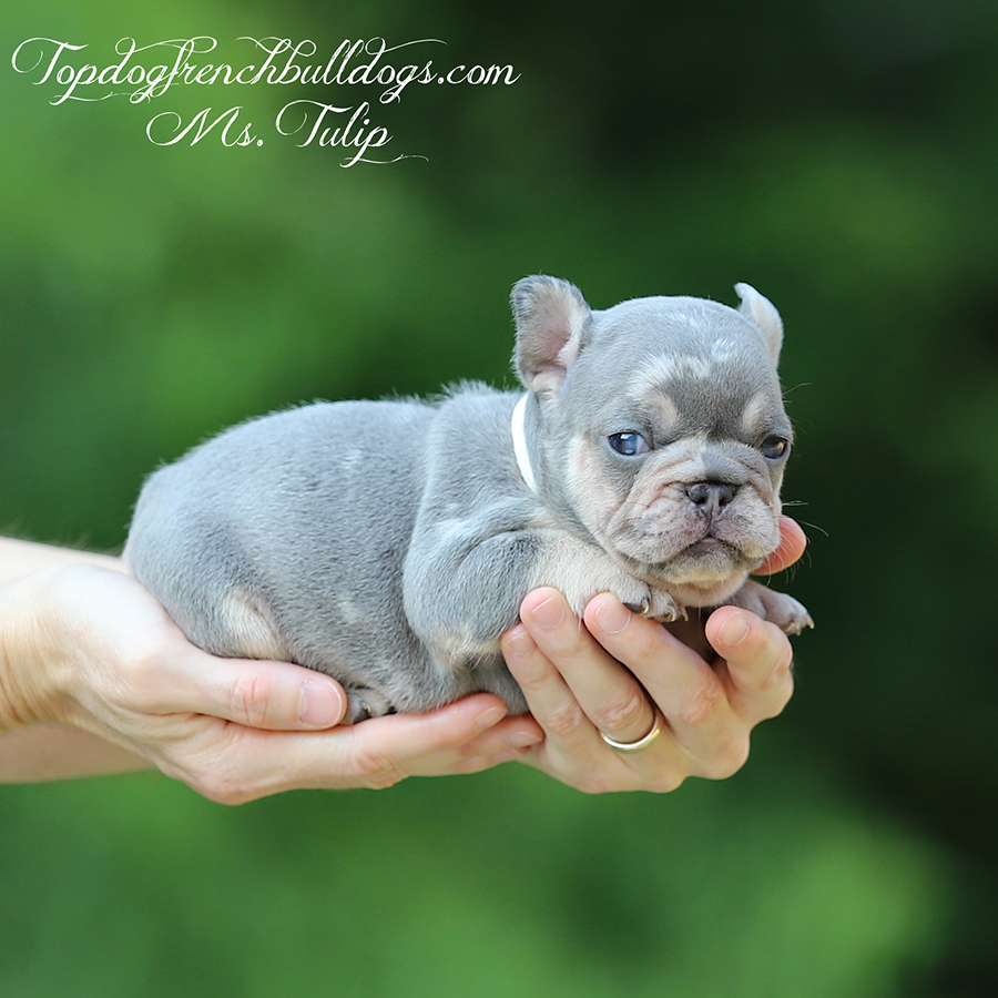 Ms Tulip is a teacup micro female lilac and tan merle lilac tri merle French Bulldogs for sale in Tennessee