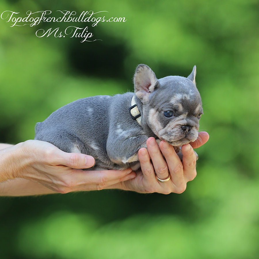 Ms Tulip is a teacup micro female lilac and tan merle lilac tri merle Frenchie Bulldogs for sale in Tennessee
