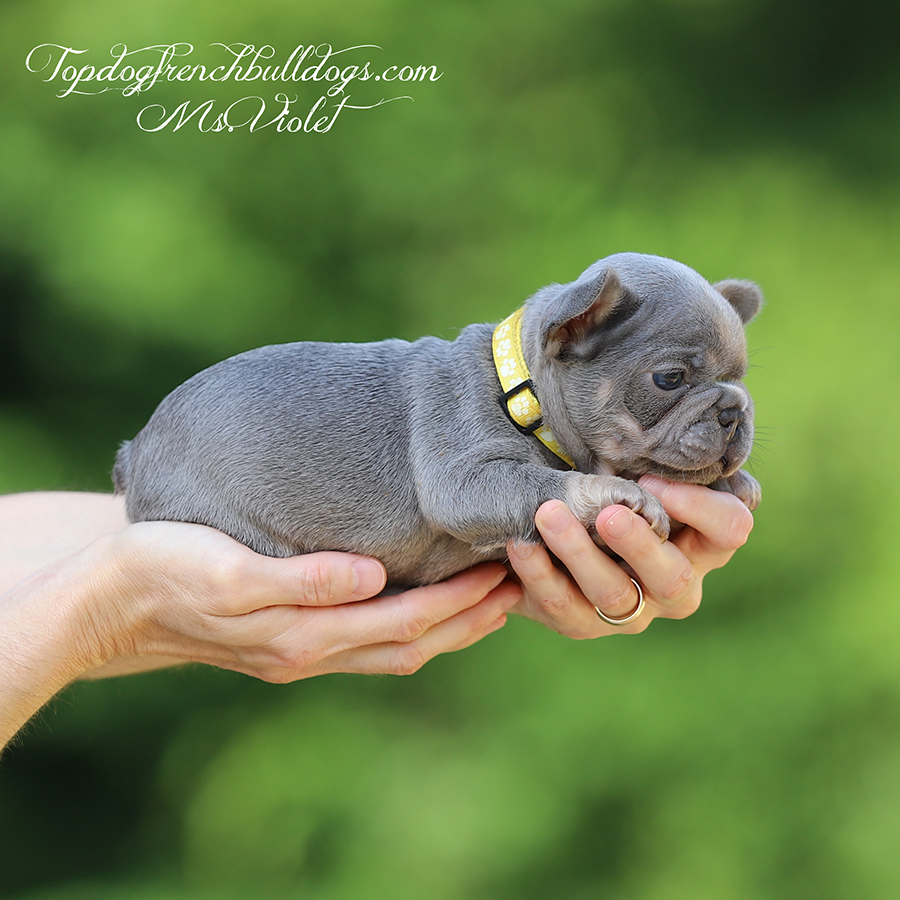 Ms Violet is a teacup micro lilac and tan lilac tri Frenchie Bulldog for sale in TN