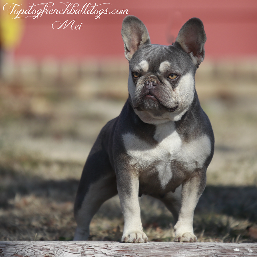 You are currently viewing Topdog’s Mei