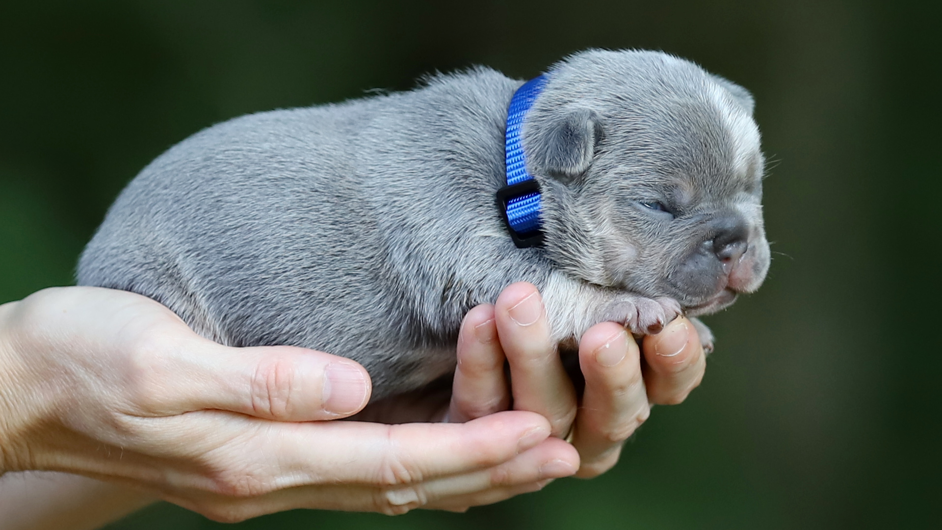 You are currently viewing Finding a Reputable AKC French Bulldog Breeder in Tennessee