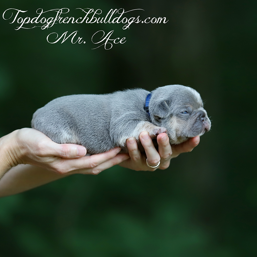 Mr Ace is lilac and tan, lilac tri, lilac and cream French Bulldog for sale near me in Jackson, Tennessee