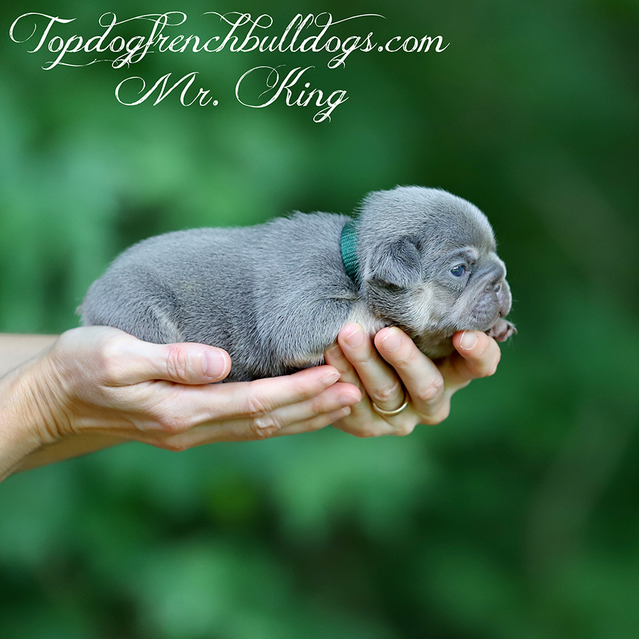 Mr King is a lilac and tan, lilac tri, lilac and cream Frenchie Bulldog puppy for sale near me Nashville, TN
