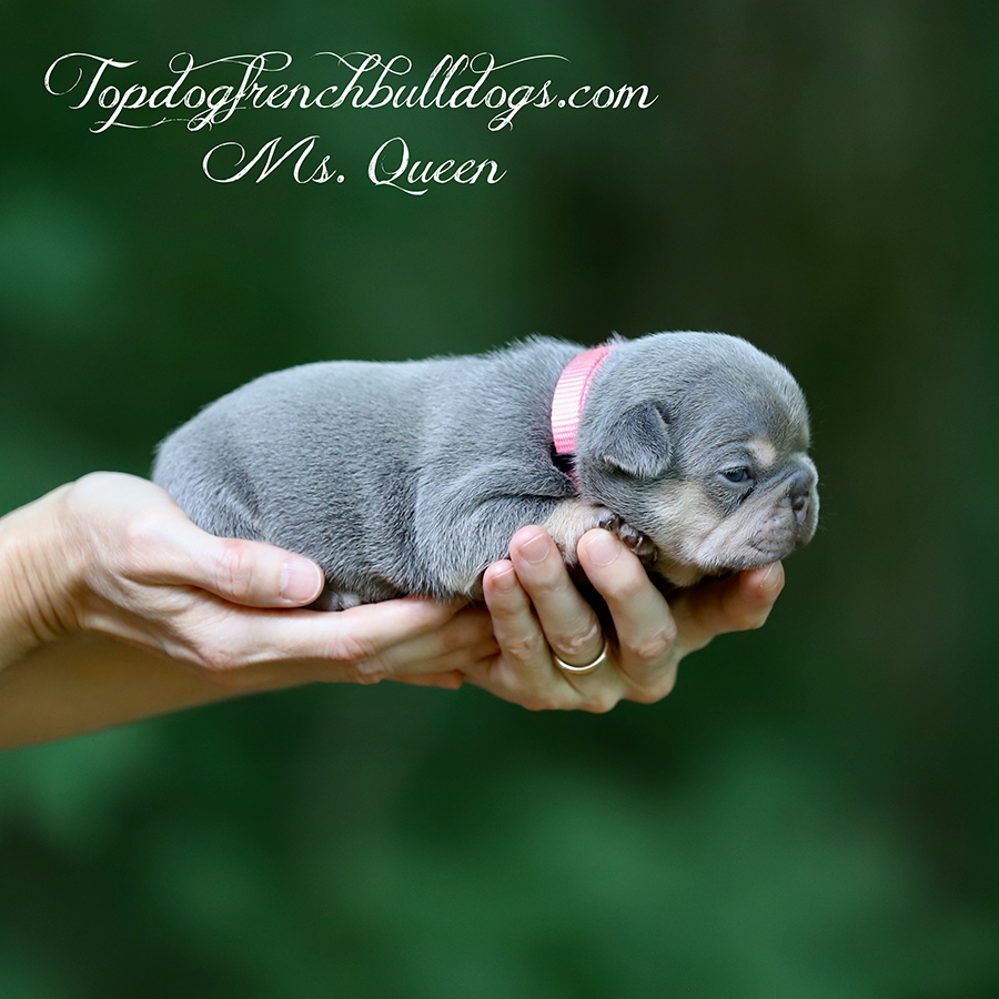 Ms Queen is a lilac and tan, lilac tri, lilac tricolor, lilac and cream French Bulldogs for sale in Tennessee