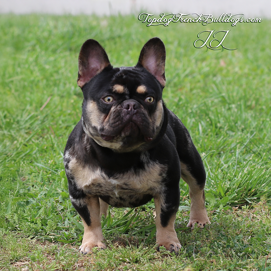 Topdog French Bulldogs JJ is an AKC chocolate merle tri Chocolate and tan merle cream tweed Frenchie French Bulldog for sale